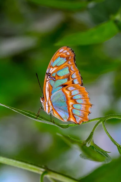 Zbliżenie Kwiat Piękny Motyl Malachit Siproeta Stelenes — Zdjęcie stockowe