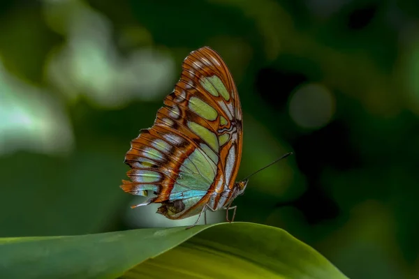 Nahaufnahme Schöner Schmetterling Auf Blume Sitzend Malachit Siproeta Stelenes — Stockfoto