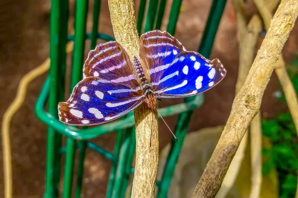 Primer Plano Hermosa Mariposa Sentada Flor Myscela Cynrs — Foto de Stock