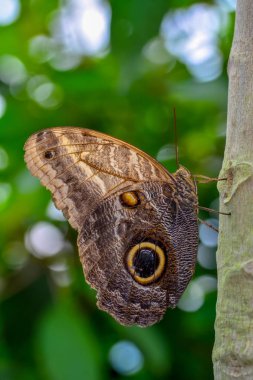 Tatlı güzel kelebek çiçek üzerinde oturuyor. baykuş kelebek Caligo