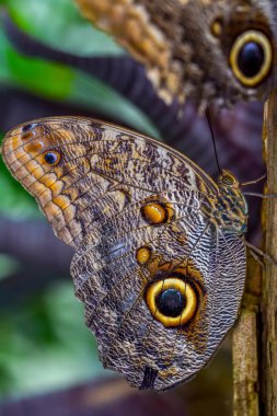 Tatlı güzel kelebek çiçek üzerinde oturuyor. baykuş kelebek Caligo