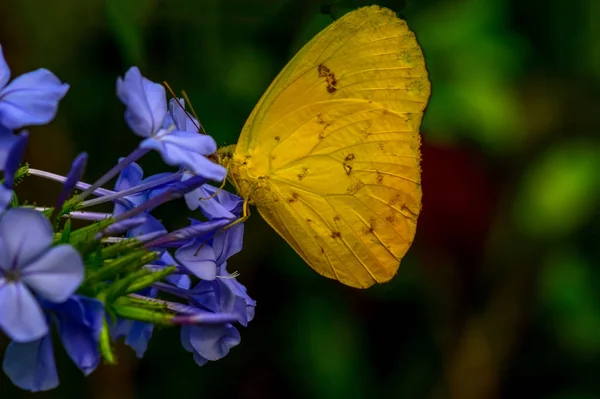 Gros Plan Beau Papillon Assis Sur Fleur Sulfate Orange Phoebis — Photo