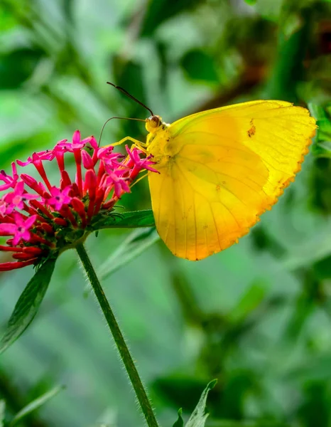 Primer Plano Hermosa Mariposa Sentada Flor Azufre Barras Anaranjadas Phoebis — Foto de Stock