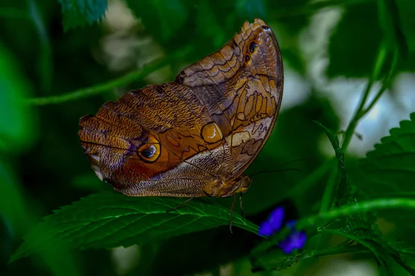 Nahaufnahme Schöner Schmetterling Auf Blume Sitzend Eule Schmetterling Caligo — Stockfoto