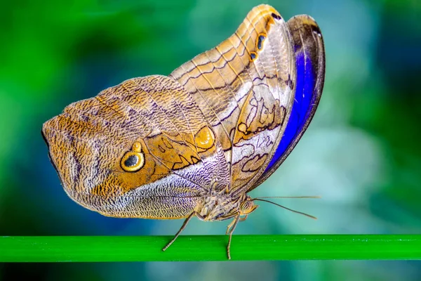 Zbliżenie Kwiat Piękny Motyl Sowa Motyl Caligo — Zdjęcie stockowe