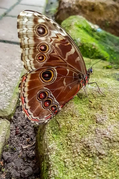 Крупный План Красивая Бабочка Сидит Цветке Бабочка Сова — стоковое фото