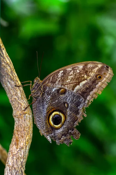 Nahaufnahme Schöner Schmetterling Auf Blume Sitzend Eule Schmetterling Caligo — Stockfoto