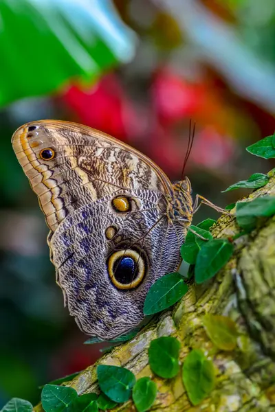 Closeup Beautiful Butterfly Sitting Flower Owl Butterfly Caligo — Stock Photo, Image