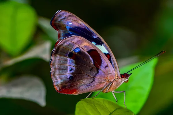 Крупним Планом Красивий Метелик Сидить Квітці — стокове фото