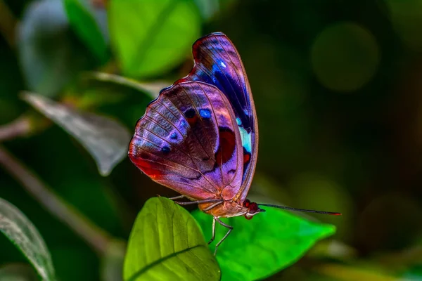 Closeup Krásný Motýl Sedí Květ — Stock fotografie