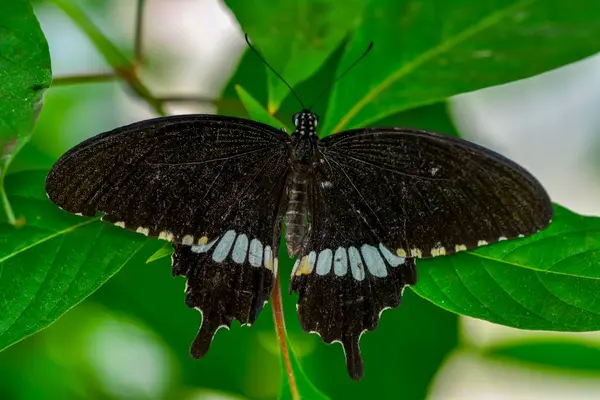 Closeup Beautiful Butterfly Sitting Flower Papilio Polytes — Stock Photo, Image