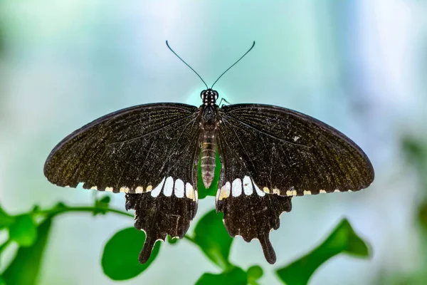 Closeup Beautiful Butterfly Sitting Flower Papilio Polytes — Stock Photo, Image