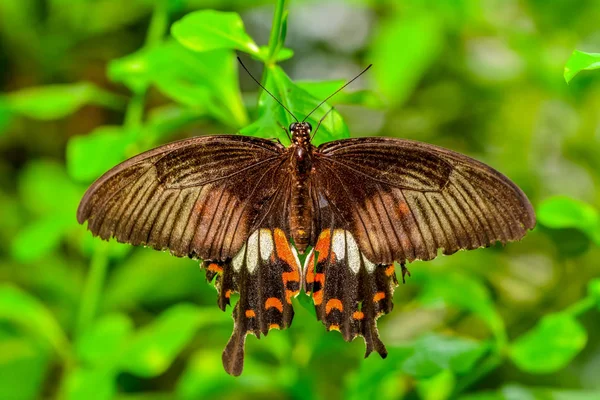 Крупный План Красивая Бабочка Сидит Цветке Papilio Polytes — стоковое фото