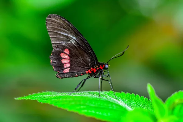 Nahaufnahme Schöner Schmetterling Auf Blume Sitzend Parides Aglaope — Stockfoto