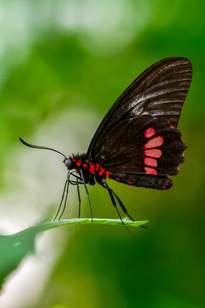 Tatlı Güzel Kelebek Çiçek Üzerinde Oturuyor Parides Aglaope — Stok fotoğraf