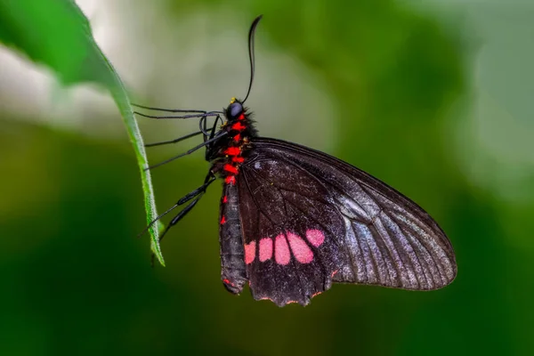 Feche Bela Borboleta Sentada Flor Parides Aglaope — Fotografia de Stock