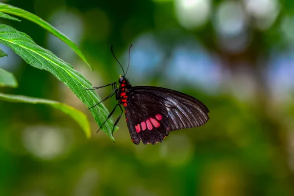 Nahaufnahme Schöner Schmetterling Auf Blume Sitzend Parides Aglaope — Stockfoto
