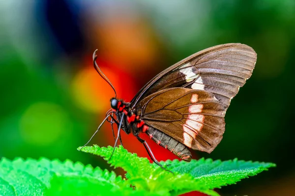 Крупним Планом Красивий Метелик Сидить Квітці Аглаопе — стокове фото