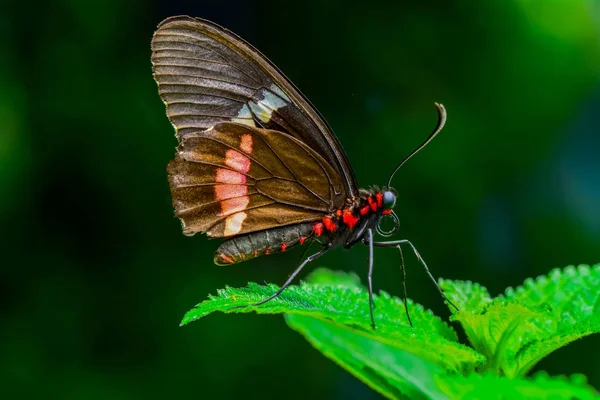 Nahaufnahme Schöner Schmetterling Auf Blume Sitzend Parides Aglaope — Stockfoto