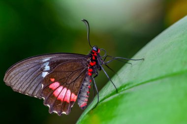 Tatlı güzel kelebek çiçek üzerinde oturuyor. Parides aglaope 