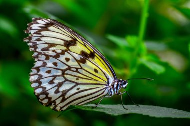Tatlı güzel kelebek çiçek üzerinde oturuyor. Ağaç perisi kelebek (fikir leuconoe) 