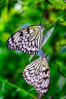 Tatlı güzel kelebek çiçek üzerinde oturuyor. Ağaç perisi kelebek (fikir leuconoe) 