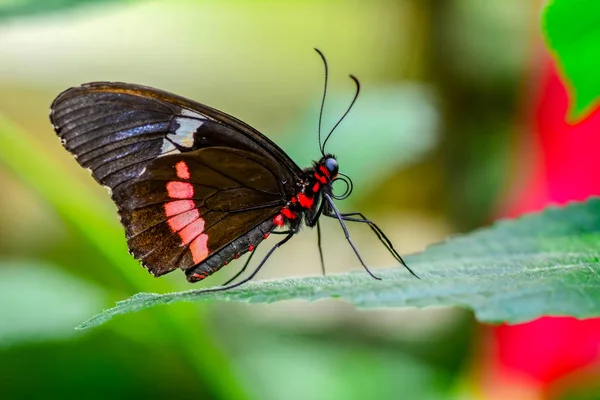 Closeup Krásný Motýl Sedí Květ Parides Aglaope — Stock fotografie