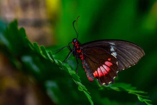 Primer Plano Hermosa Mariposa Sentada Flor Parides Aglaope —  Fotos de Stock