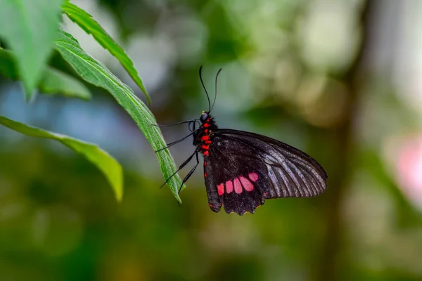 Primer Plano Hermosa Mariposa Sentada Flor Parides Aglaope — Foto de Stock