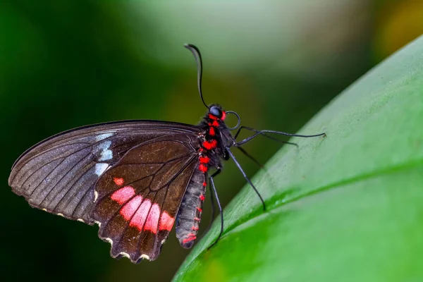 Closeup Prachtige Vlinder Zit Bloem Parides Aglaope — Stockfoto