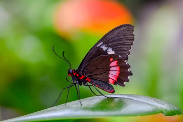 Feche Bela Borboleta Sentada Flor Parides Aglaope — Fotografia de Stock