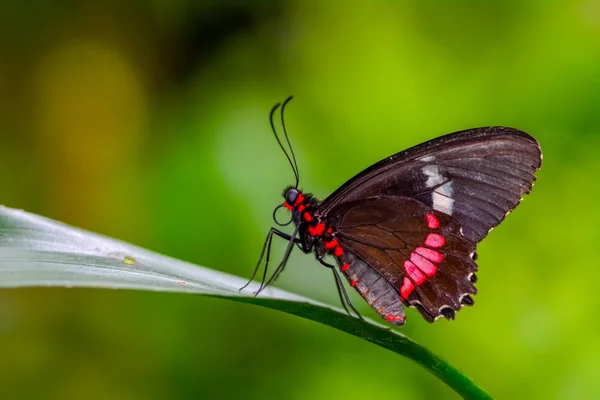 Closeup Krásný Motýl Sedí Květ Parides Aglaope — Stock fotografie