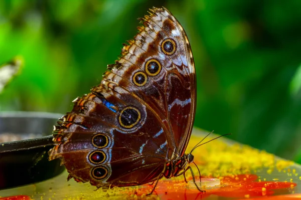 Feche Bela Borboleta Sentada Flor Peleides Morpho Azul — Fotografia de Stock