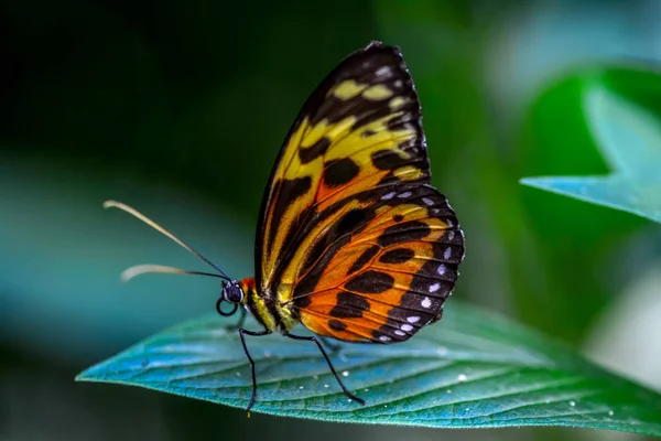 特写镜头美丽的蝴蝶坐在花上 虎龙翼 — 图库照片