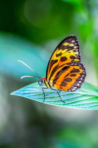 Closeup Krásný Motýl Sedí Květ Tygr Longwing — Stock fotografie