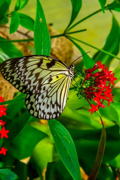 特写镜头美丽的蝴蝶坐在花上 树蝴蝶 理想的 — 图库照片