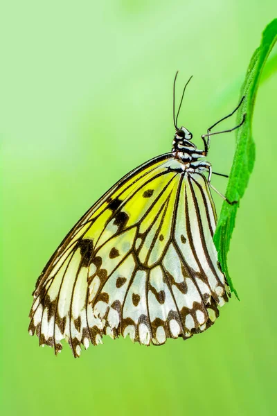 Close Beautiful Butterfly Sitting Flower Tree Nymph Butterfly Idea Leuconoe — стоковое фото