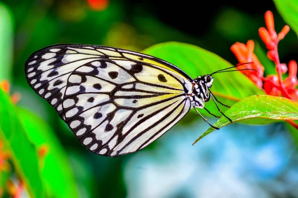 Nahaufnahme Schöner Schmetterling Sitzt Auf Flower Tree Nymphe Schmetterling Idee — Stockfoto