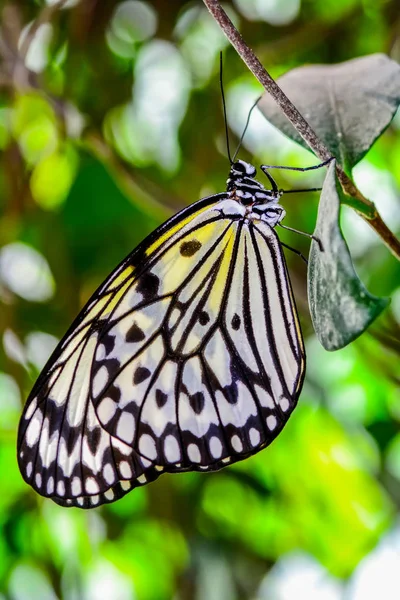 Zbliżenie Kwiat Piękny Motyl Drzewo Nimfa Motyl Idea Leuconoe — Zdjęcie stockowe