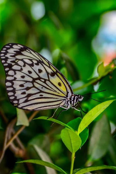 Primer Plano Hermosa Mariposa Sentada Flor Tree Ninfa Mariposa Idea — Foto de Stock