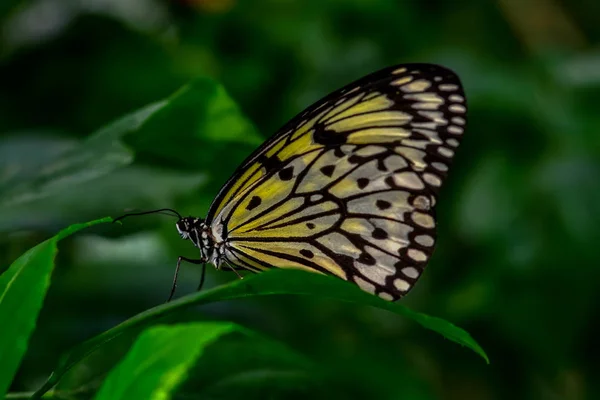特写镜头美丽的蝴蝶坐在花上 树蝴蝶 理想的 — 图库照片