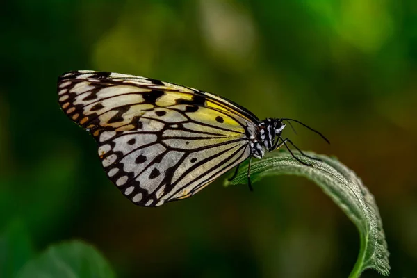 Zbliżenie Kwiat Piękny Motyl Drzewo Nimfa Motyl Idea Leuconoe — Zdjęcie stockowe