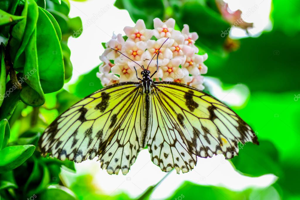 Closeup   beautiful butterfly sitting on flower.Tree Nymph butterfly (Idea leuconoe) 
