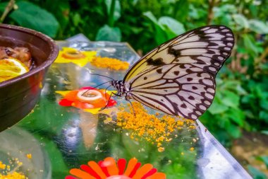 Tatlı güzel kelebek çiçek üzerinde oturuyor. Ağaç perisi kelebek (fikir leuconoe) 