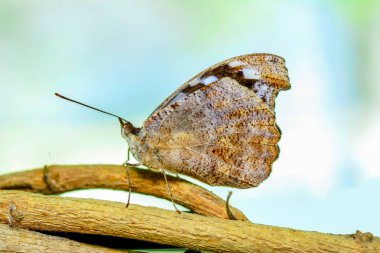 Çiçek oturma portre güzel kelebek.
