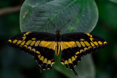 Çiçek oturma portre güzel kelebek.