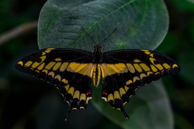 Çiçek oturma portre güzel kelebek.