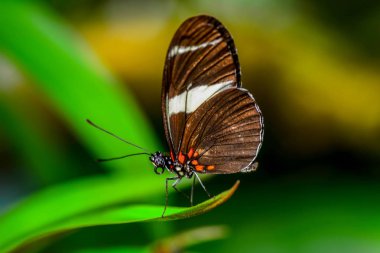 Tatlı güzel kelebek çiçek üzerinde oturuyor. Zebra Heliconian (postacı charithonia)