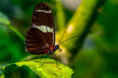 Tatlı güzel kelebek çiçek üzerinde oturuyor. Zebra Heliconian (postacı charithonia)