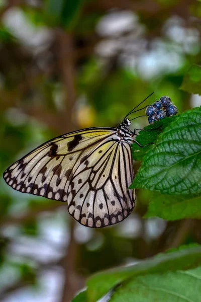 Closeup Όμορφη Πεταλούδα Κάθεται Στο Λουλούδι Δέντρο Νύμφη Πεταλούδα Ιδέα — Φωτογραφία Αρχείου